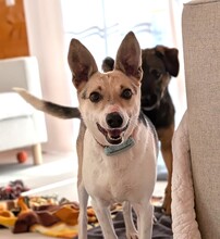 FEYA, Hund, Mischlingshund in Hohenschäftlarn