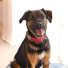 SIMBA, Hund, Mischlingshund in Hohenschäftlarn