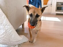 HELLBRAUN, Hund, Mischlingshund in Hohenschäftlarn