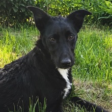KALEA, Hund, Mischlingshund in Rumänien