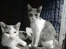 VIC, Katze, Europäisch Kurzhaar in Elze