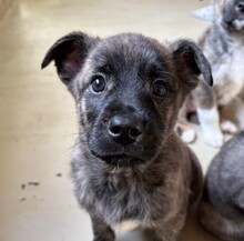 OTHELLO, Hund, Mischlingshund in Rumänien