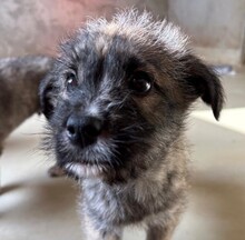 OREA, Hund, Mischlingshund in Rumänien