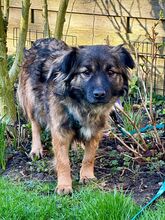 AMY, Hund, Mischlingshund in Meerbusch