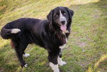 TOMMA, Hund, Mischlingshund in Kroatien