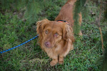 MICHEL, Hund, Mischlingshund in Kroatien