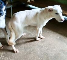 BLANCA, Hund, Mischlingshund in Wuppertal