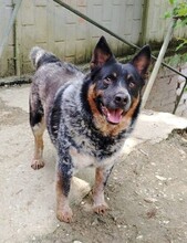 BLU, Hund, Collie-Mix in Wuppertal