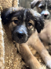 JOE, Hund, Mischlingshund in Hassloch