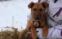 TIANA, Hund, Mischlingshund in Hamburg