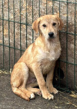 GIO, Hund, Mischlingshund in Rumänien