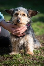 IONNA, Hund, Yorkshire Terrier Mix in Ungarn