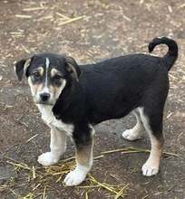 BLUE, Hund, Mischlingshund in Rumänien