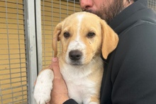 CICCO, Hund, Pointer-Bracken Mischling in Italien