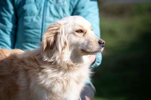 TARIKA, Hund, Golden Retriever Mix in Ungarn