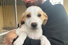 CICCIOPICCOLO, Hund, Pointer-Bracken Mischling in Italien