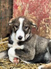 GIULIA, Hund, Mischlingshund in Rumänien