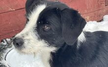 LIVI, Hund, Mischlingshund in Hennickendorf