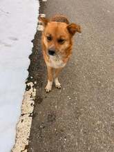 LIVIENNE, Hund, Mischlingshund in Rumänien