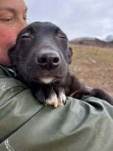 GENDRY, Hund, Mischlingshund in Rumänien
