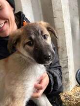 VANESSA, Hund, Mischlingshund in Rumänien