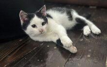 DOMINO, Katze, Europäisch Kurzhaar-Mix in Röttenbach