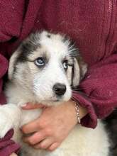 RINA, Hund, Mischlingshund in Rumänien