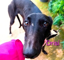 DRISI, Hund, Galgo Español in Ihlow