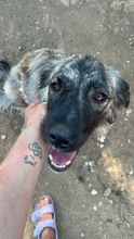NIA, Hund, Mischlingshund in Griechenland