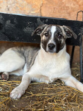 DELILAH, Hund, Mischlingshund in Rumänien
