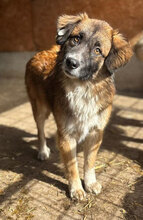 EDDA, Hund, Mischlingshund in Rumänien