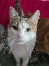 SHERLOCK, Katze, Hauskatze in Rumänien