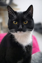 CHAPLIN, Katze, Hauskatze in Rumänien