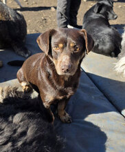 MANNI, Hund, Mischlingshund in Rumänien