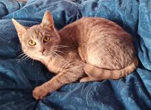 SIVA, Katze, Russisch Blau-Mix in Hamburg