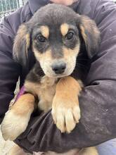 BRADY, Hund, Mischlingshund in Nürnberg
