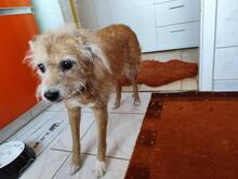 GALA, Hund, Mischlingshund in Fuldabrück