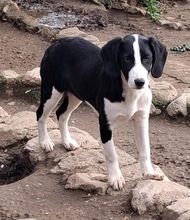 HONEY, Hund, Mischlingshund in Miesbach