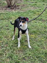 SPIKE, Hund, Mischlingshund in Bulgarien