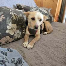 ROSIE, Hund, Mischlingshund in Bulgarien