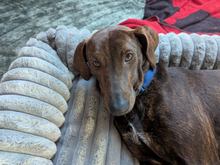 DANTE, Hund, Mischlingshund in Memmingen