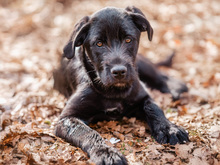 PALMA, Hund, Mischlingshund in Kißlegg