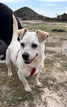 BUBI, Hund, Mischlingshund in Ahrensburg