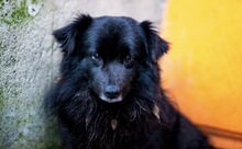 MORI, Hund, Mischlingshund in Rumänien