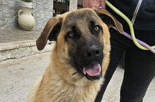 CICCIO, Hund, Schäferhund-Mischling in Italien