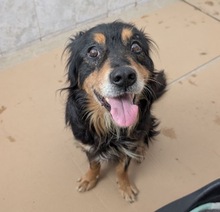 ALON, Hund, Mischlingshund in Rumänien