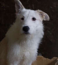 AIVI, Hund, Mischlingshund in Bergheim