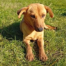 NELLI, Hund, Mischlingshund in Griesheim