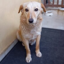 FELICE, Hund, Mischlingshund in Ratingen