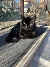 MUFFIN, Katze, Europäisch Kurzhaar in Ungarn